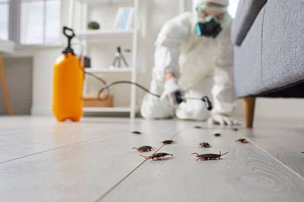 Commercial Rodent Management in Running Springs